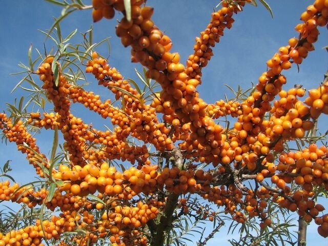 Ferienwohnung in Rerik - Ferienwohnung Meeresblick Rerik - Bild 19