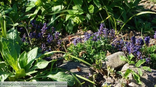 Ferienwohnung in Barkelsby - &ouml;kologische Ferienwohnung Rossee /Wohnung Ost - Bild 17