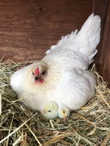 Ferienwohnung in Fehmarn OT Hinrichsdorf - Mohnblume Nr.2 - Bild 18