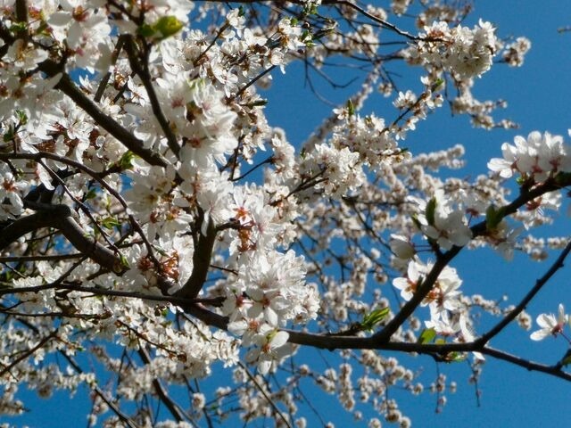 Ferienwohnung in Fehmarn OT Meeschendorf - Kleingarn - "Meeresblick" Nr. 7 - Bild 16