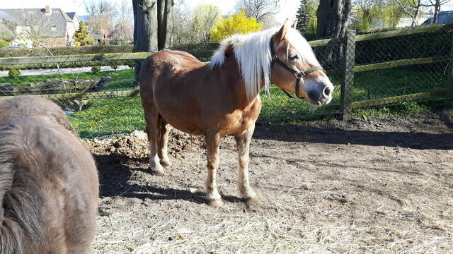 Ferienwohnung in Fehmarn OT Petersdorf - Gästehaus Nielson - Terrassenwohnung "Pusteblume" Nr.2 - Bild 16