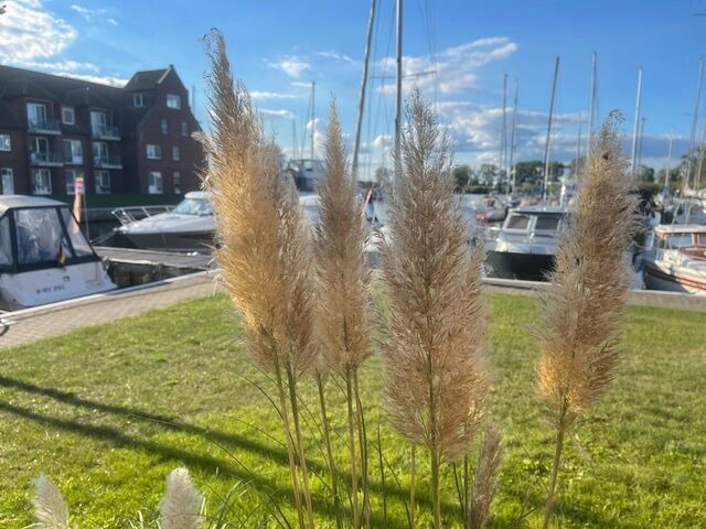 Ferienwohnung in Ueckermünde - Lagunenstadt am Haff Fewo 133 - Hol über! - Bild 12