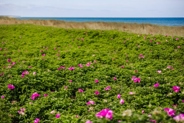 Ferienwohnung in Dierhagen - DER ST&Ouml;RTEBEKER - "Apartment Prerow" | Apartments hinter den D&uuml;nen - Bild 11