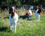 Ferienwohnung in Fehmarn OT D&auml;nschendorf - Osterhof Fehmarn - Villa Jala - Bild 23