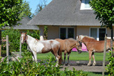 Ferienhaus in Fehmarn OT Staberdorf - Reetdachhaus 5, inkl. 2 Parkpl&auml;tze - Bild 20