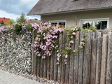 Ferienhaus in Zingst - Kleine Seenixe - Bild 17