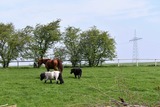 Ferienwohnung in Klaustorf - Ankerplatz (Whg. 1) - Bild 12