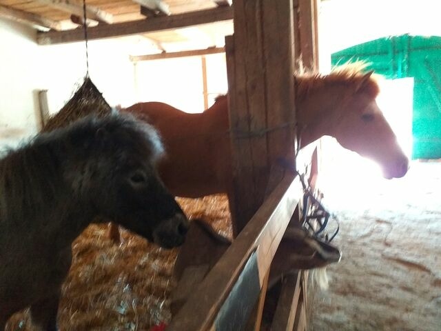 Ferienwohnung in Fehmarn OT Neujellingsdorf - Bauernhof H&ouml;per-Rauert - Reihenhaus 3 - Bild 19