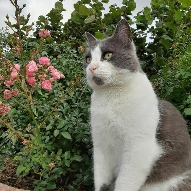 Ferienhaus in Fehmarn - Haus im Apfelgarten 3 - Bild 13