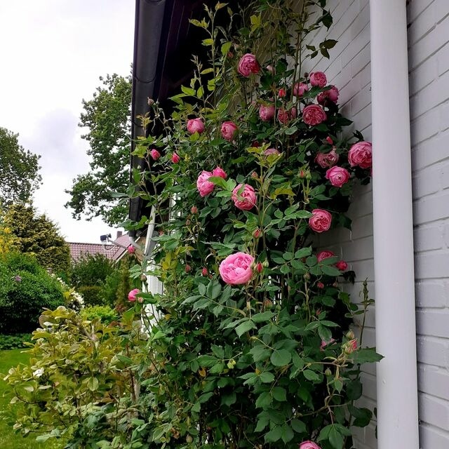 Ferienwohnung in Fahrdorf - Ferienwohnung De Poppenstuv - Bild 19