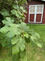 Ferienhaus in Fehmarn OT Burg - Cozy Cottage 2 - Bild 11