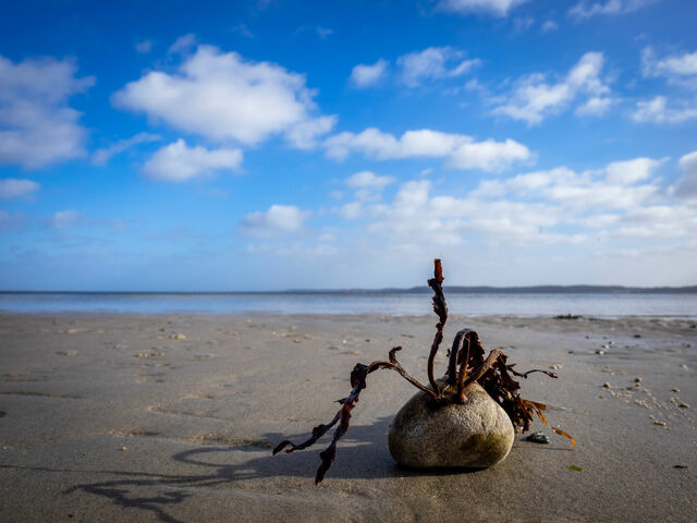 Ferienhaus in Gl&uuml;cksburg - Ferienhaus Seestern - Bild 21