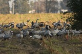 Ferienwohnung in Rostock - Ferienwohung Ostseewald - Bild 22