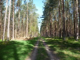 Ferienwohnung in Rostock - Ferienwohung Ostseewald - Bild 15