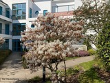 Ferienwohnung in K&uuml;hlungsborn - Sanssouci - 37-12 - Strandstra&szlig;e-OstSeestern - Bild 20