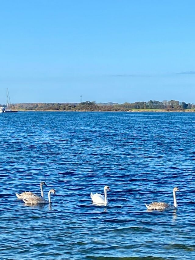 Ferienwohnung in Maasholm - Ferienwohnung Jasmin Ostsee - Bild 11